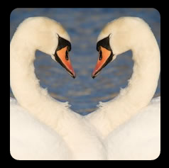 loveswans