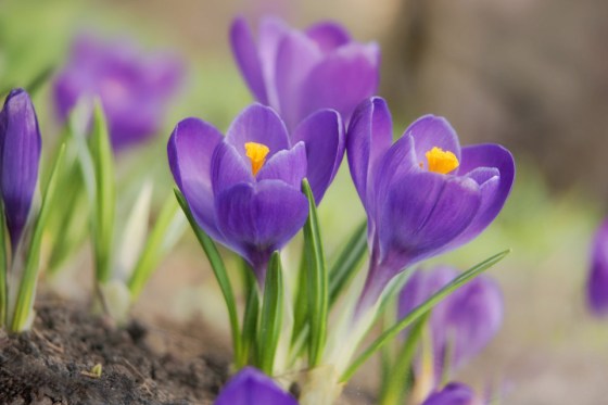 pics-crocus